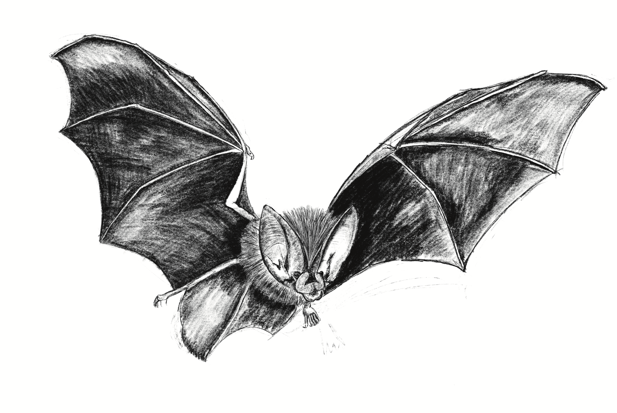 Bat | History and Meaning